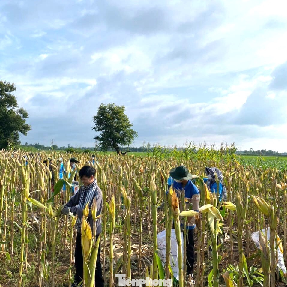 Đoàn viên thanh niên hỗ trợ thu hoạch 3 sào bắp và dọn dẹp đất cho vụ mới tại gia đình cụ Trần Thị Lý - Mẹ Việt Nam Anh Hùng.