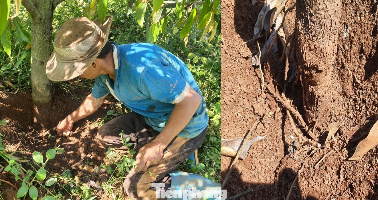 Vết cưa kín dưới đất Vết cưa kín dưới đất