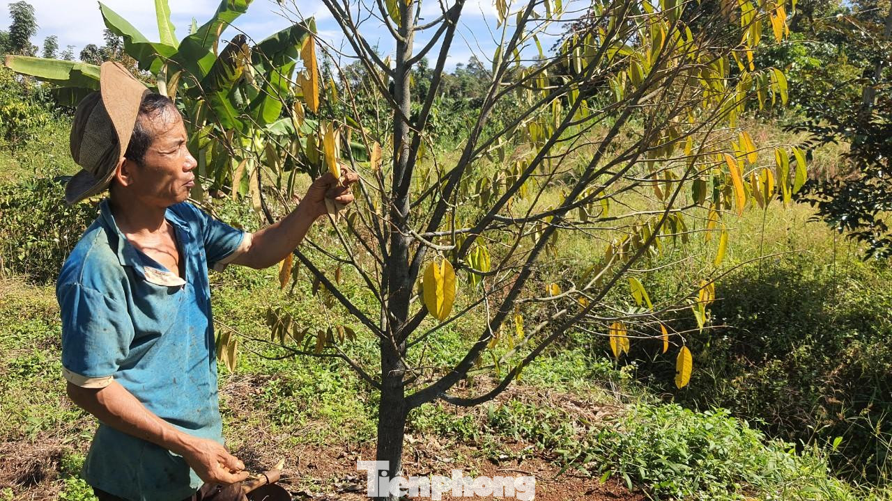 Cây sầu riêng bị vàng lá, khô cành do bị cưa, chặt gốc Cây sầu riêng bị vàng lá, khô cành do bị cưa, chặt gốc
