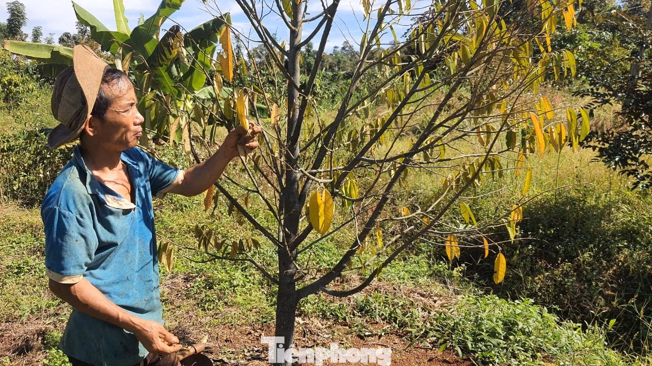 Cây sầu riêng bị vàng lá, khô cành do bị cưa, chặt gốc