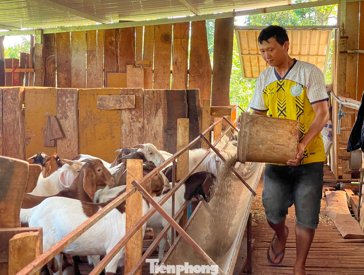 Mô hình nuôi dê của Tổ hợp tác thanh niên dân tộc thiểu số phát triển kinh tế huyện Cư M'gar Mô hình nuôi dê của Tổ hợp tác thanh niên dân tộc thiểu số phát triển kinh tế huyện Cư M'gar