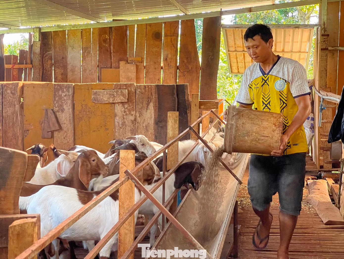 Mô hình nuôi dê của Tổ hợp tác thanh niên dân tộc thiểu số phát triển kinh tế huyện Cư M'gar