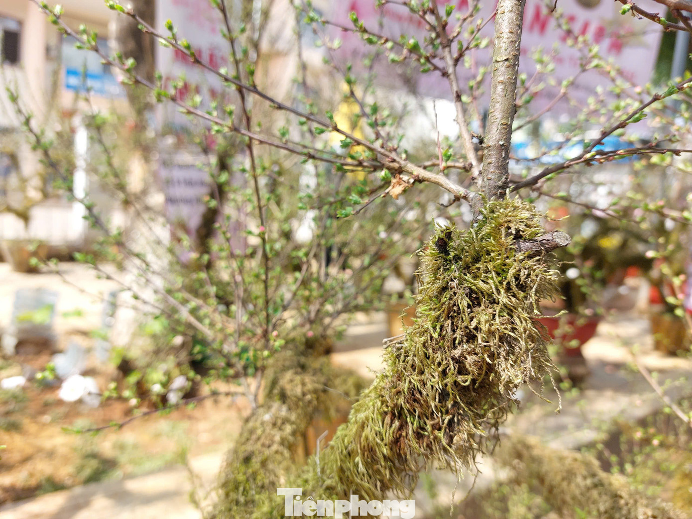 Những cây này đều từ 3 năm tuổi trở lên, được cuốn rêu xanh vừa tăng thẩm mỹ, vừa cấp ẩm cho cây.