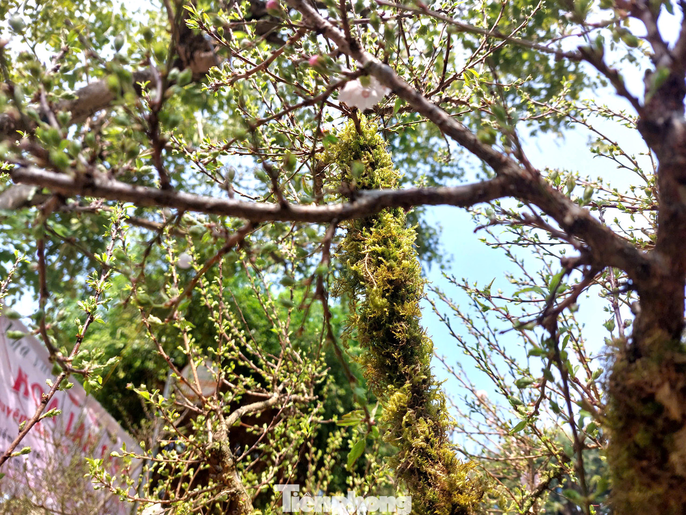 Tết năm 2024, lần đầu bà Mạnh mang 100 chậu nhất chi mai bán tại chợ hoa Buôn Ma Thuột. Chỉ trong ít ngày, loại cây này "cháy hàng".