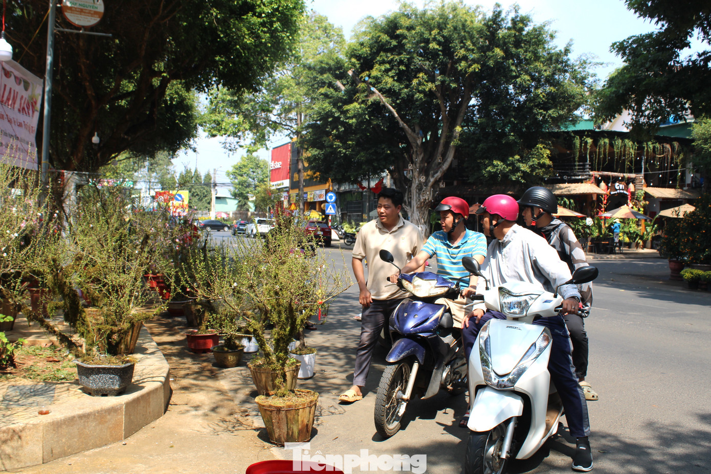 Năm nay, bà Mạnh mang đến 300 chậu nhất chi mai, đào Sa Pa, và lan trần mộng. Riêng nhất chi mai đã bán được khoảng 100 chậu.