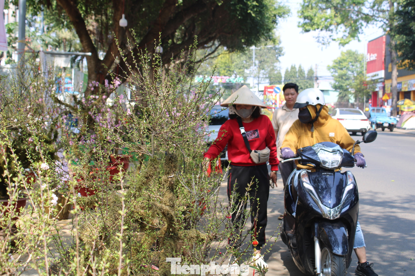 Những cây nhất chi mai "thả dáng" trên phố, thu hút mọi ánh nhìn