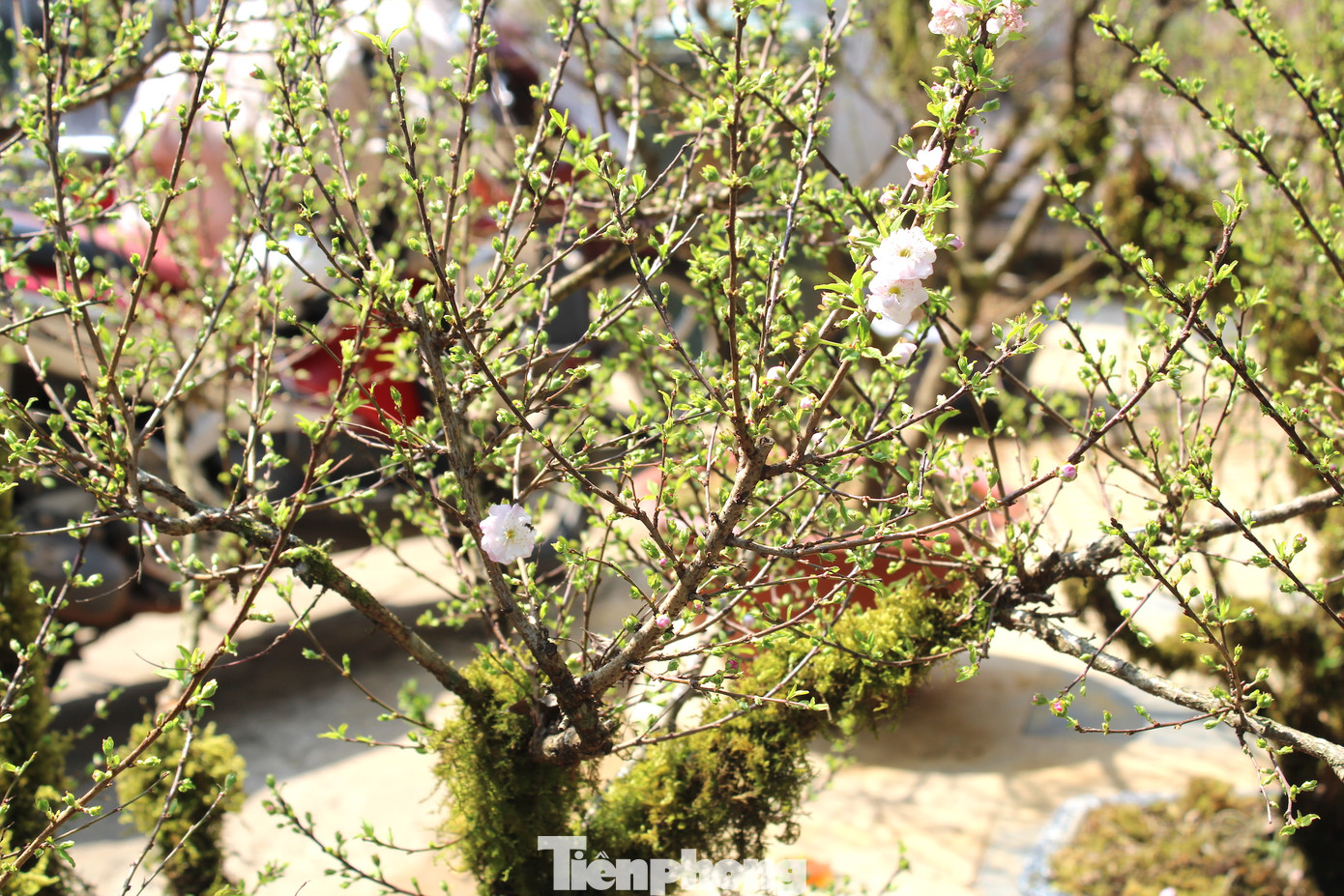 Đây là năm thứ hai, nhất chi mai xuất hiện tại chợ hoa TP. Buôn Ma Thuột.