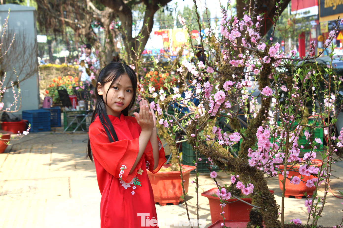 Những cây đào Sa Pa cũng phủ một lớp rêu xanh lên toàn bộ thân và các cành lớn.