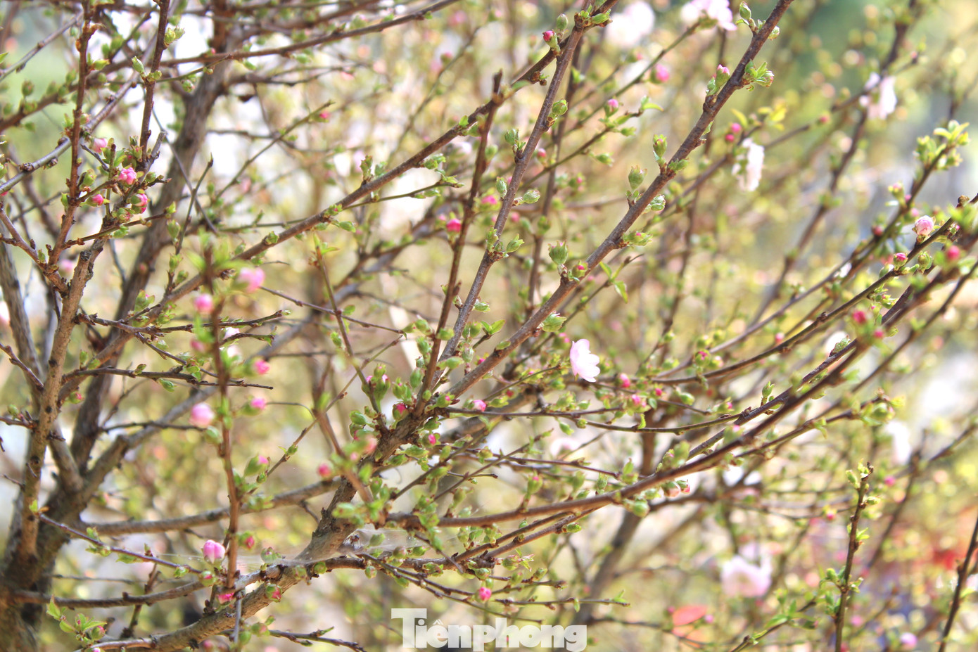 Những nụ hoa chi chít nổi bật trên nền rêu xanh tôn thêm vẻ đẹp của cây, có thể “chiều” được các khách hàng khó tính.