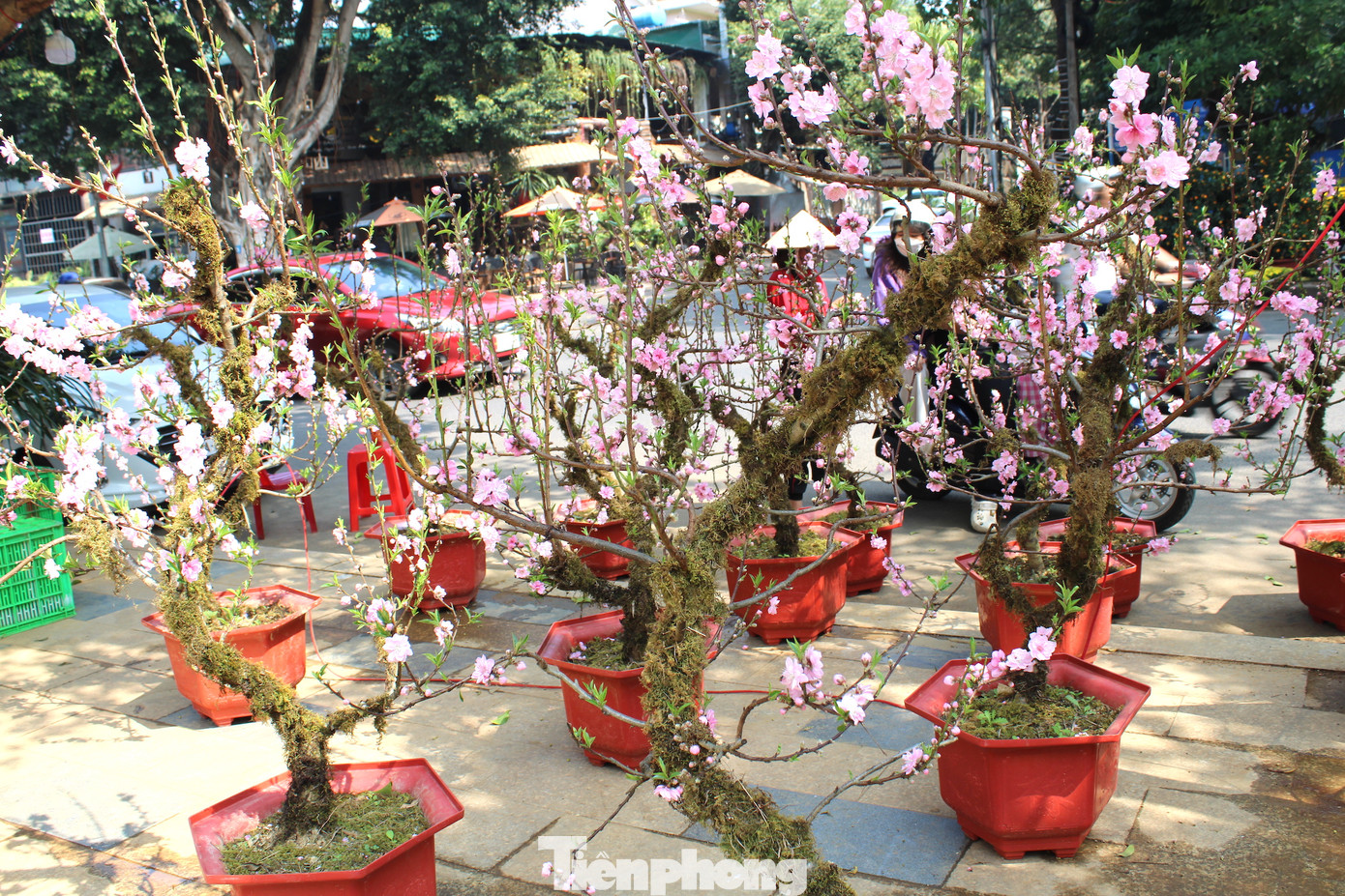 Nổi bật giữa “rừng” hoa, cây là những chậu nhất chi mai, đào Sa Pa được khoác lên mình một lớp "áo rêu".