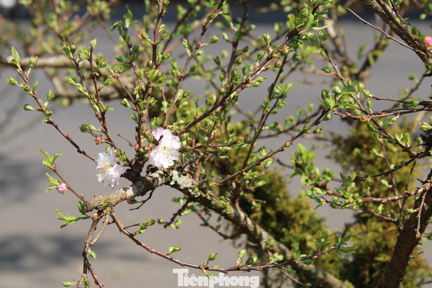 Tại TP. Buôn Ma Thuột chỉ có duy nhất vợ chồng bà bán loại cây này.