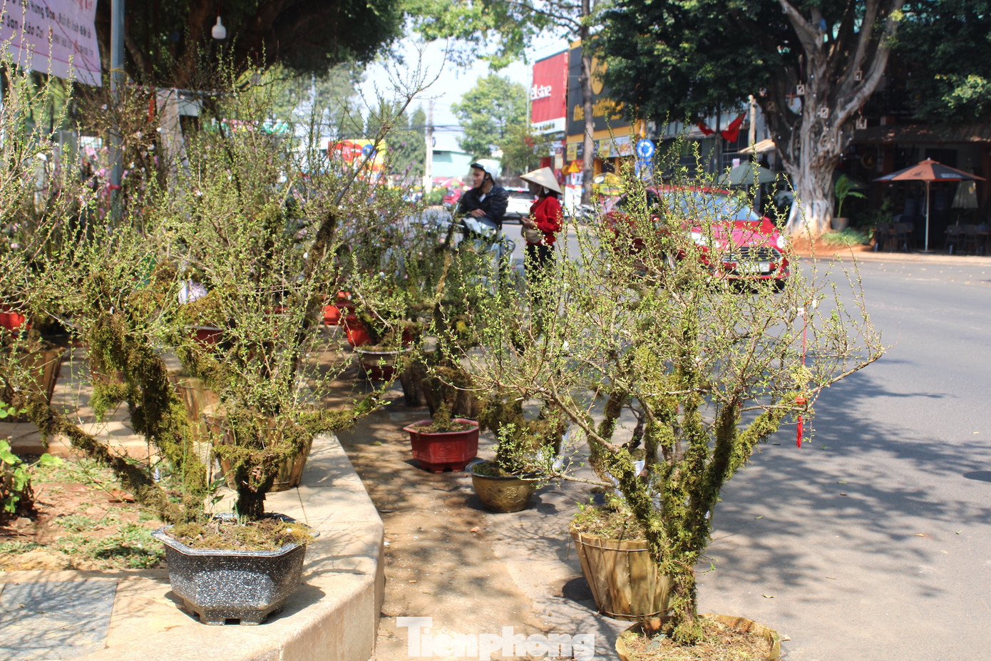 Bà Đặng Thị Mạnh (quê ở thị xã Sa Pa, tỉnh Lào Cai) chủ nhân của hàng trăm chậu cây cảnh này chia sẻ, năm nay, vợ chồng bà nhập về khoảng 300 cây nhất chi mai, đào Sa Pa và lan trần mộng để phục vụ thị trường Tết.