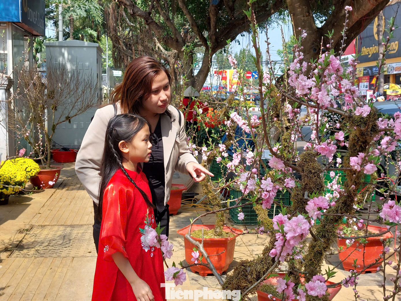 Thời điểm này, các tuyến phố chính TP. Buôn Ma Thuột, Đắk Lắk ngập tràn sắc xuân với đủ loại hoa, cây cảnh đua nhau khoe sắc.