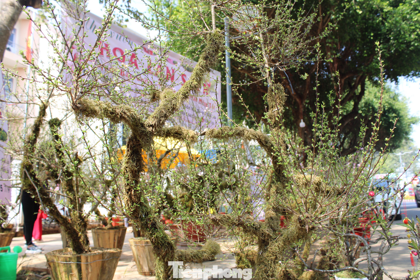 Nhất chi mai, tùy theo kích thước, được bán với giá từ 2 triệu đến 10 triệu/cây.