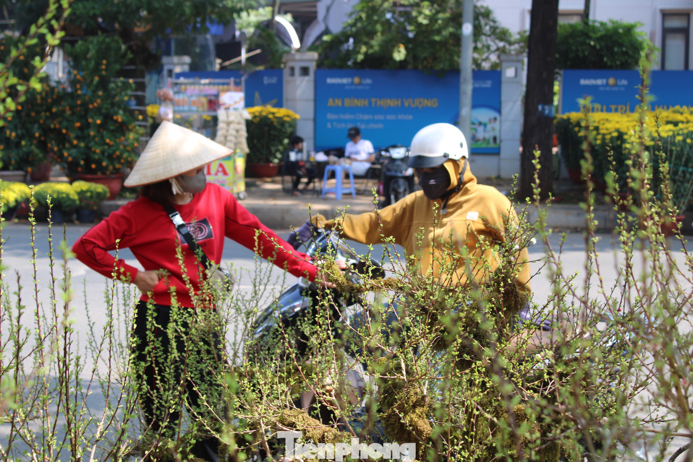 Chọn một chậu nhất chi mai ưng ý, chị Nguyễn Hoàng Phương Uyên (TP. Buôn Ma Thuột) cho biết, nhất chi mai không chỉ có ý nghĩa phong thủy mà còn bởi sự mới lạ. Đặc biệt, lớp rêu phủ trên thân cây rất lạ mắt.