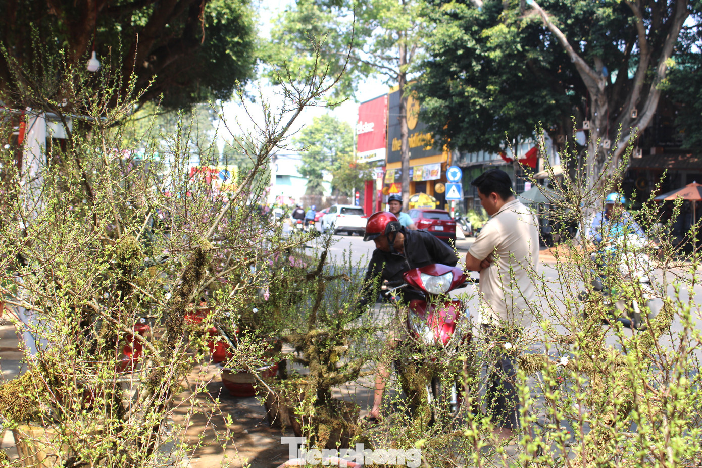 Tất cả đều là “hàng tuyển” tại các nhà vườn ở Sa Pa.