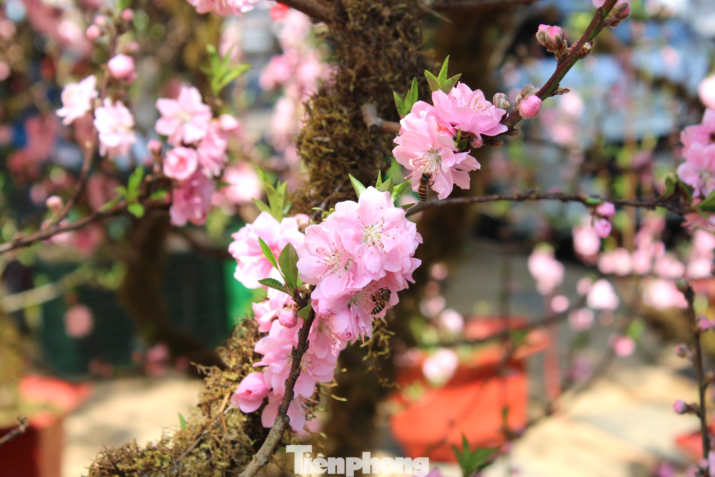 Chỉ cần đảm bảo cấp ẩm, rêu sẽ xanh tươi trên thân cây.