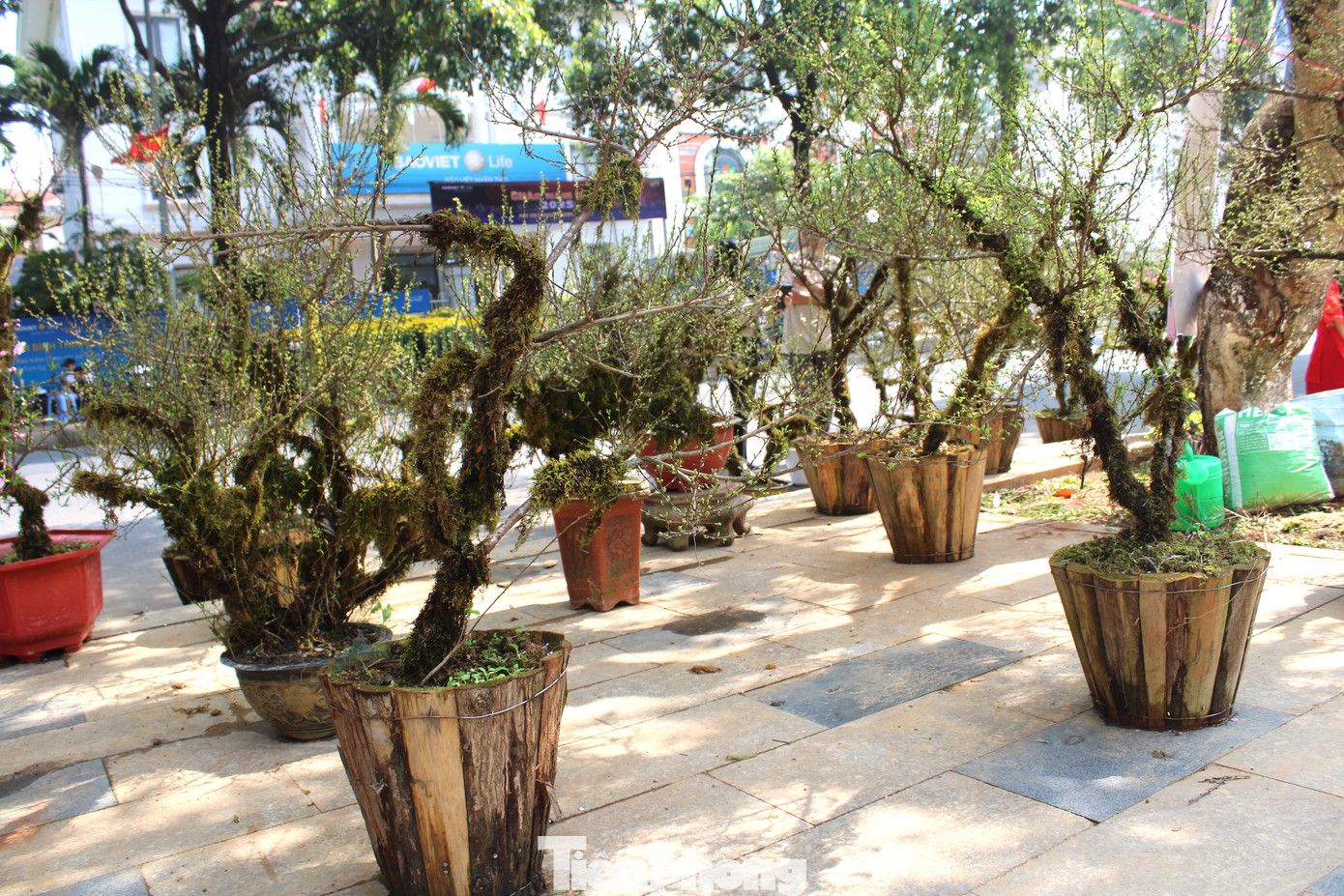 Nổi bật giữa “rừng” hoa, cây là những chậu nhất chi mai, đào Sa Pa được khoác lên mình một lớp "áo rêu".