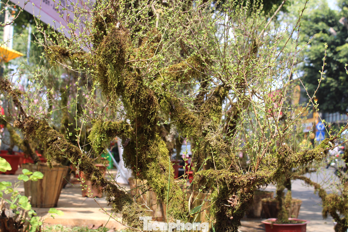 Thân và cành của cây nhất chi mai được phủ kín rêu.