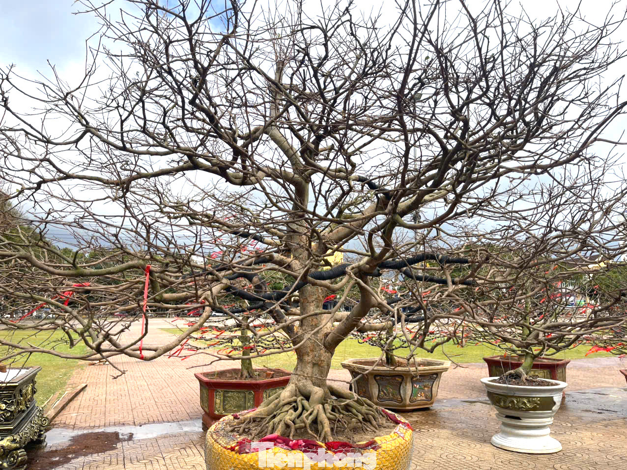 Bên cạnh đó, một cây mai khác giá được rao bán 500 triệu đồng.