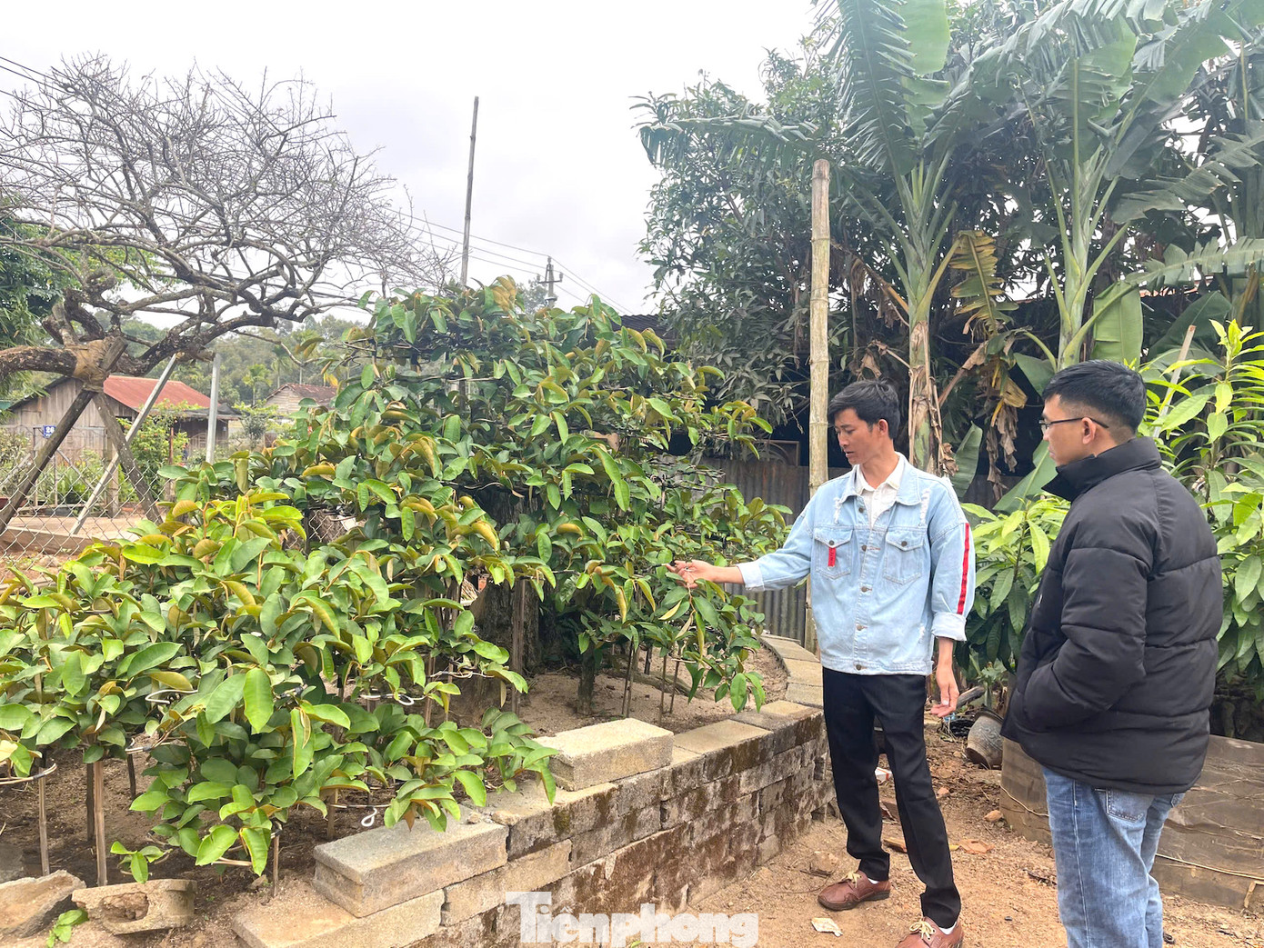 Cây vú sữa có hình dáng như chiếc thuyền được anh mua của một hộ dân trên địa bàn thành phố Buôn Ma Thuột. Sau khi mua về anh bắt đầu tạo thế, tạo dáng cho cây. Để có được hình dáng chiếc thuyền như hiện tại, anh mất thời gian dày công chăm sóc 5 năm. Cây này có giá bán trên 1 tỷ.