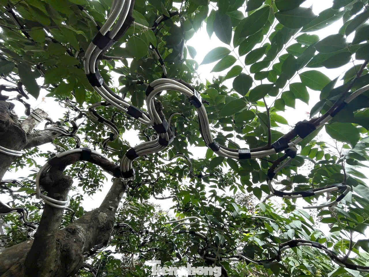 Anh Duy cho biết, các anh đã dày công chăm sóc tạo tay cành, dù đã chăm chút 4 năm nhưng thực sự cần thêm 1 -2 năm nữa để nó hoàn thiện theo mong muốn, trở thành một tác phẩm nghệ thuật thật sự.