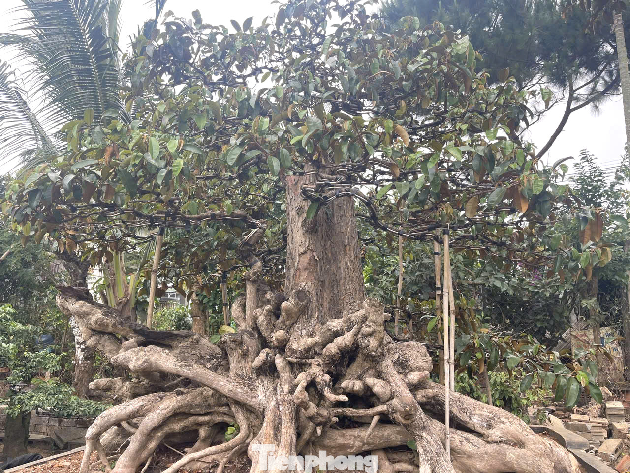 Tại vườn cây cảnh của anh Nguyễn Phong Duy (thành phố Buôn Ma Thuột, Đắk Lắk) hàng chục cây bon sai có nhiều thế độc lạ.