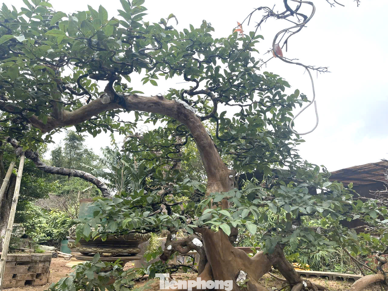 Ngoài ra, tại vườn còn có các cây ổi bon sai, được chủ nhân tạo dáng độc đáo.