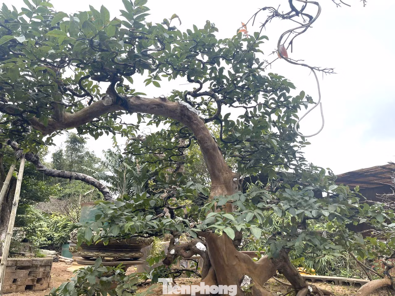 Ngoài ra, tại vườn còn có các cây ổi bon sai, được chủ nhân tạo dáng độc đáo.