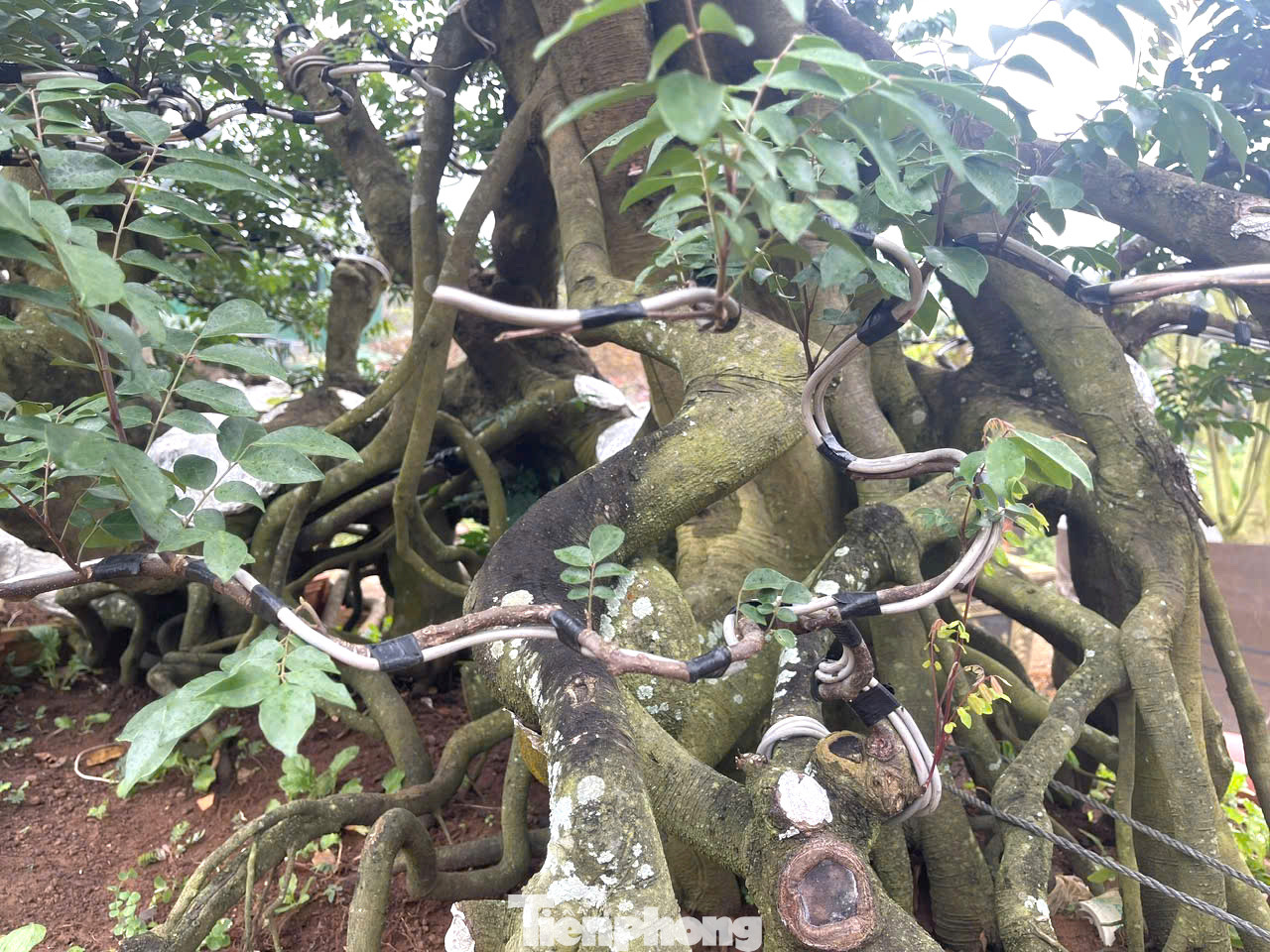 Anh Duy cho biết, các anh đã dày công chăm sóc tạo tay cành, dù đã chăm chút 4 năm nhưng thực sự cần thêm 1 -2 năm nữa để nó hoàn thiện theo mong muốn, trở thành một tác phẩm nghệ thuật thật sự.