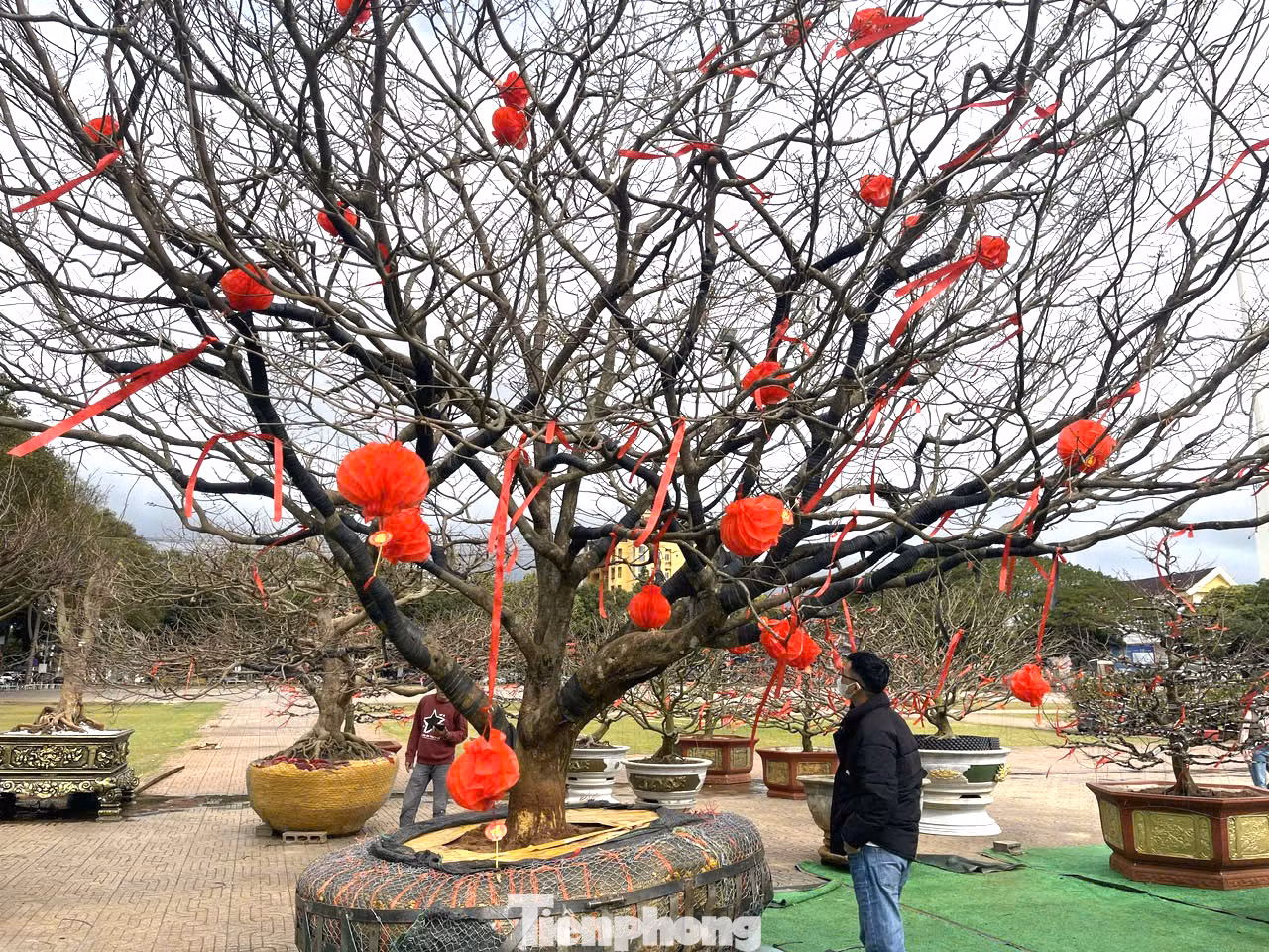 Năm nay vườn anh Nguyên còn đưa ra trưng hàng chục gốc mai để bán trong dịp Tết. Trong số đó có cây mai này thuộc hàng “khủng”, cao gần 10m, gần 100 năm tuổi, được bán với giá trên 1,5 tỷ đồng. Theo anh Nguyên, cây mai này phát triển hoàn toàn tự nhiên, không hề trải qua bất kỳ sự can thiệp hay uốn nắn nào từ bàn tay con người.