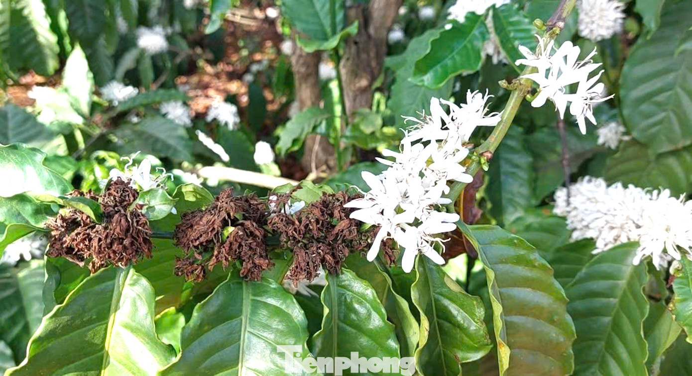 Hoa cà phê cũng tàn nhanh như khi bừng nở, chỉ khoảng vài ngày, rẫy trắng như tuyết ấy, hoa chuyển thành màu nâu, và những quả nhỏ màu xanh bắt đầu cho một vụ mùa thu hoạch.