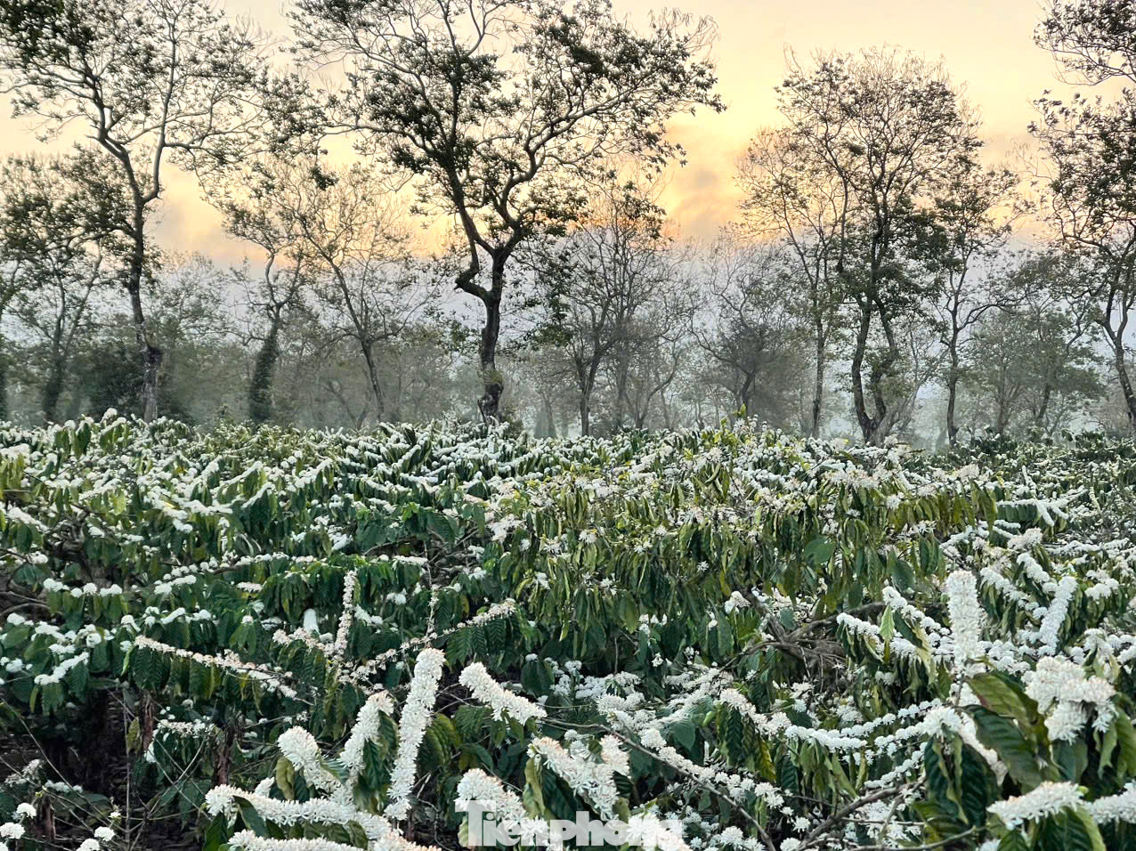 Đắk Lắk là thủ phủ cà phê của cả nước, cây cà phê có vị trí quan trọng trong cơ cấu kinh tế nông, lâm nghiệp của tỉnh.