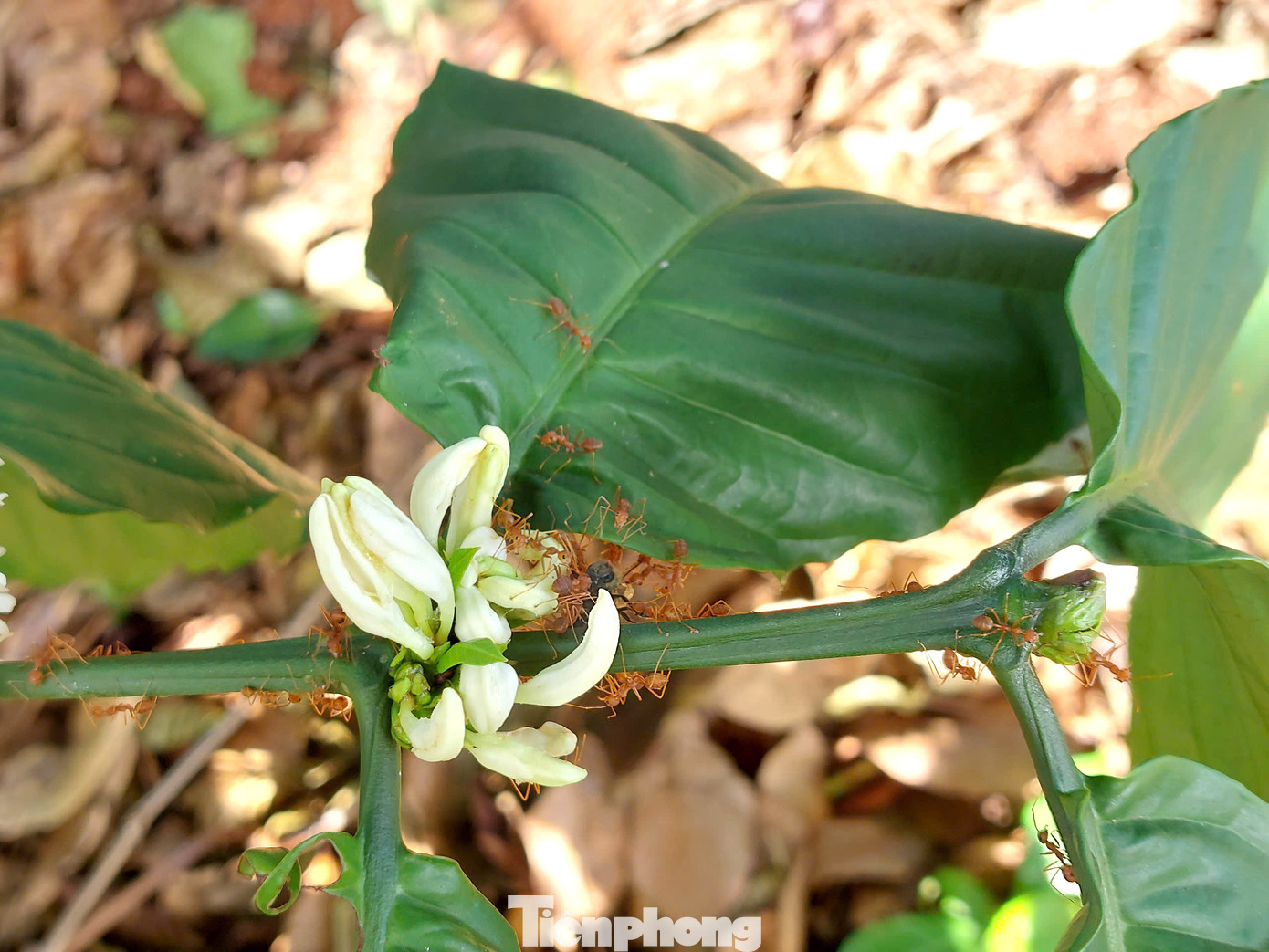 Kiến vàng sống trong vườn cà phê giúp tiêu diệt hiệu quả các loài sâu đục thân, rệp..., từ đó giúp giảm lượng lớn thuốc trừ sâu mang lại lợi ích kinh tế cho nông dân, thân thiện với môi trường.