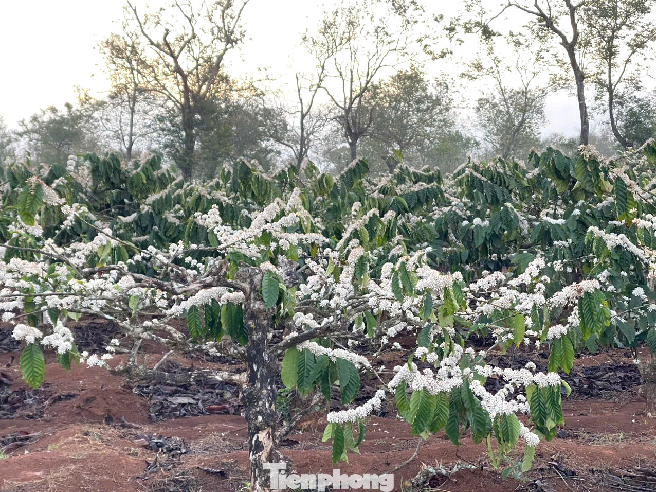 Hoa cà phê không nở từng bông hay từng cây riêng lẻ mà nở đồng loạt. Nó giống như những bông tuyết trắng trĩu nặng trên cành với mùi hương ngọt ngào.