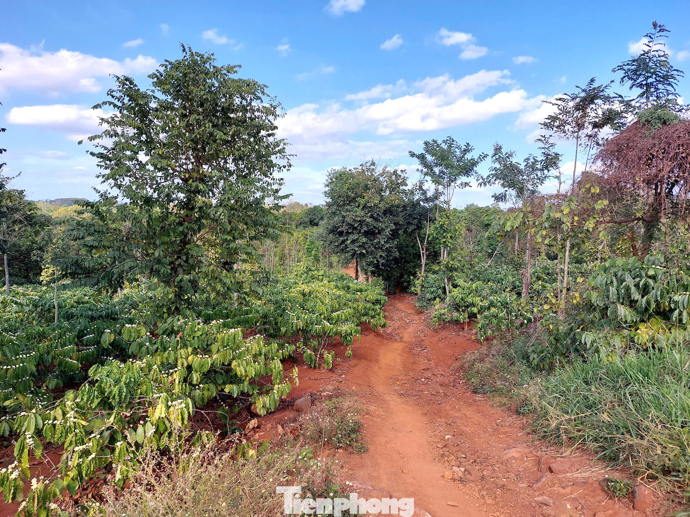 Hiện, một số vườn, rẫy ở Đắk Lắk đã qua đợt nở hoa đầu tiên.