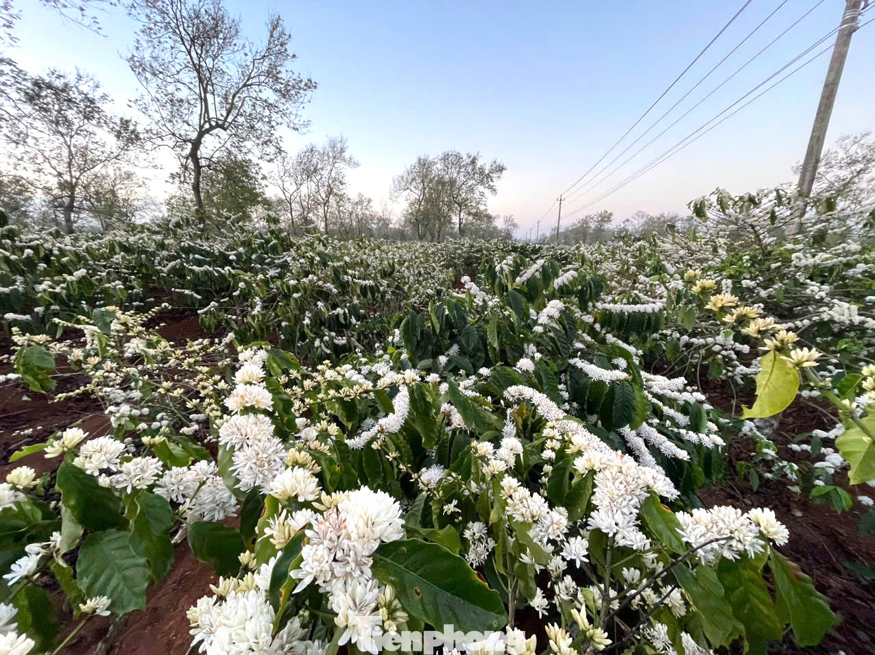 Việc trồng và chăm sóc cà phê nhiều công đoạn khá vất vả nhưng cây cà phê mang lại kinh tế cho bà con ở vùng Tây Nguyên.