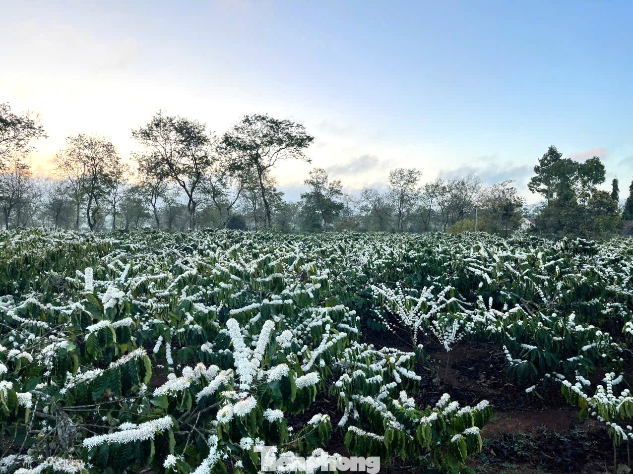 Mùa thu hoạch kết thúc, cà phê được tưới đủ nước sẽ bung hoa trắng như tuyết trên nương rẫy.