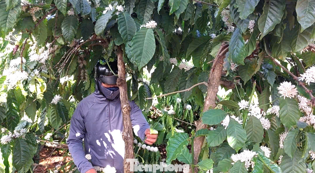 Dựa vào lượng hoa trên cành người nông dân có thể đoán được năng suất của vụ cà phê trong năm