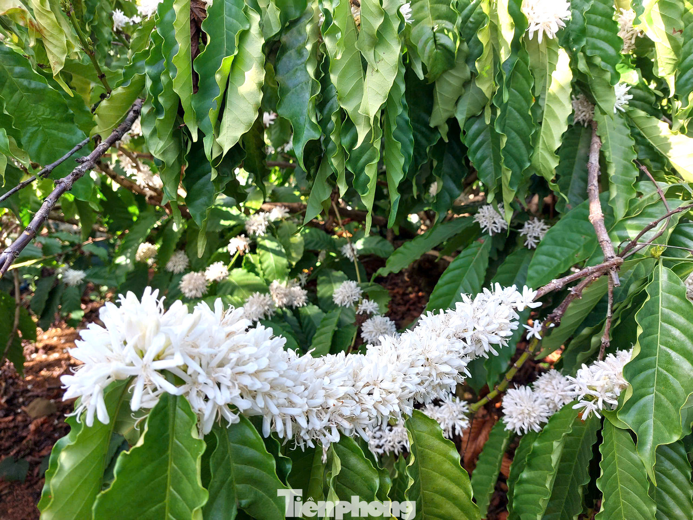 Hoa cà phê mọc thành chùm, kết thành bông, nở dọc cành. Cánh hoa mỏng, nở tròn xoe.