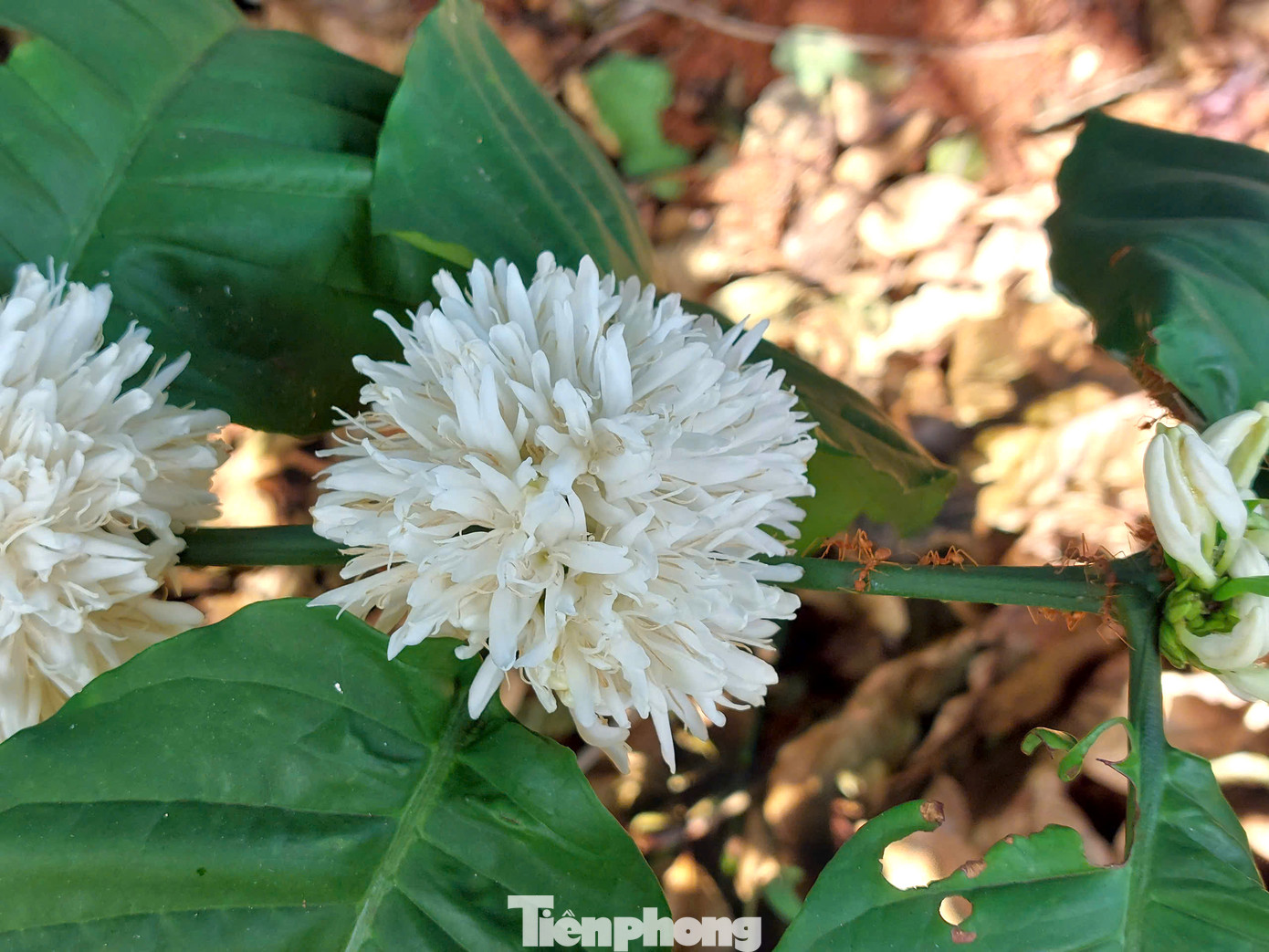 Vườn rẫy cà phê cũng là nơi ở của kiến vàng. Người nông dân thường ví kiến vàng là vệ sỹ bảo vệ vườn cà phê.