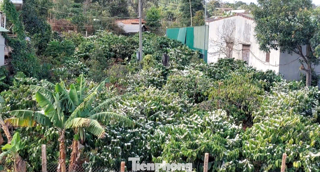 Tùy vào thời tiết, người dân có thể tưới cho cây cà phê từ 3 - 4 đợt, mỗi đợt cách nhau khoảng 1 tháng. Hoa cà phê nở rộ 3 - 4 đợt, mỗi đợt từ 7 - 10 ngày.