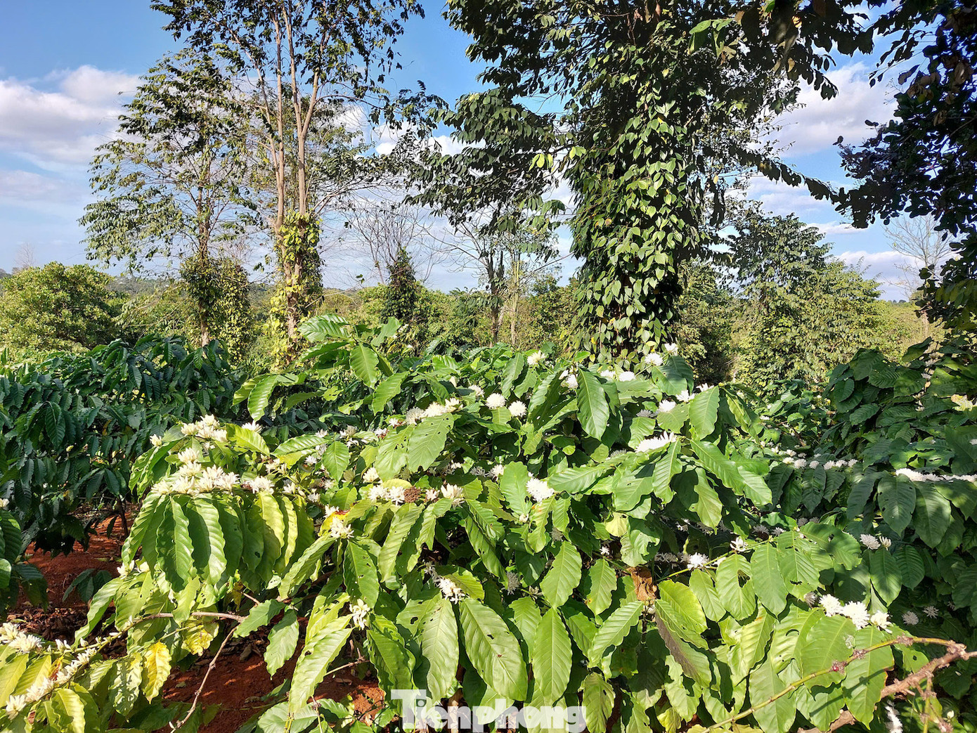 Tùy thổ nhưỡng, lượng nước, thời tiết từng vùng, hoa sẽ bắt đầu nở rải rác từ cuối tháng 11 cho hết tháng 4, làm nên những rẫy hoa cà phê trắng muốt bạt ngàn.