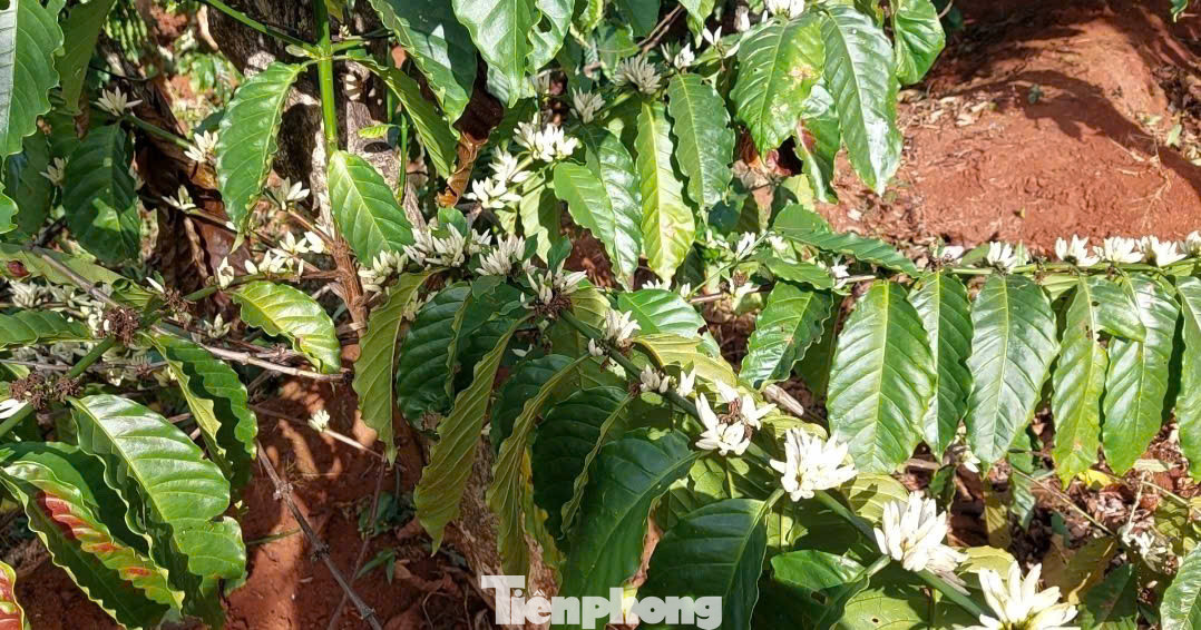 Buổi sáng, những búp hoa cà phê còn xanh ngắt, chỉ sau một đêm thức dậy, sẽ thấy màu trắng tinh khôi đã bao phủ các triền đồi, nương rẫy.