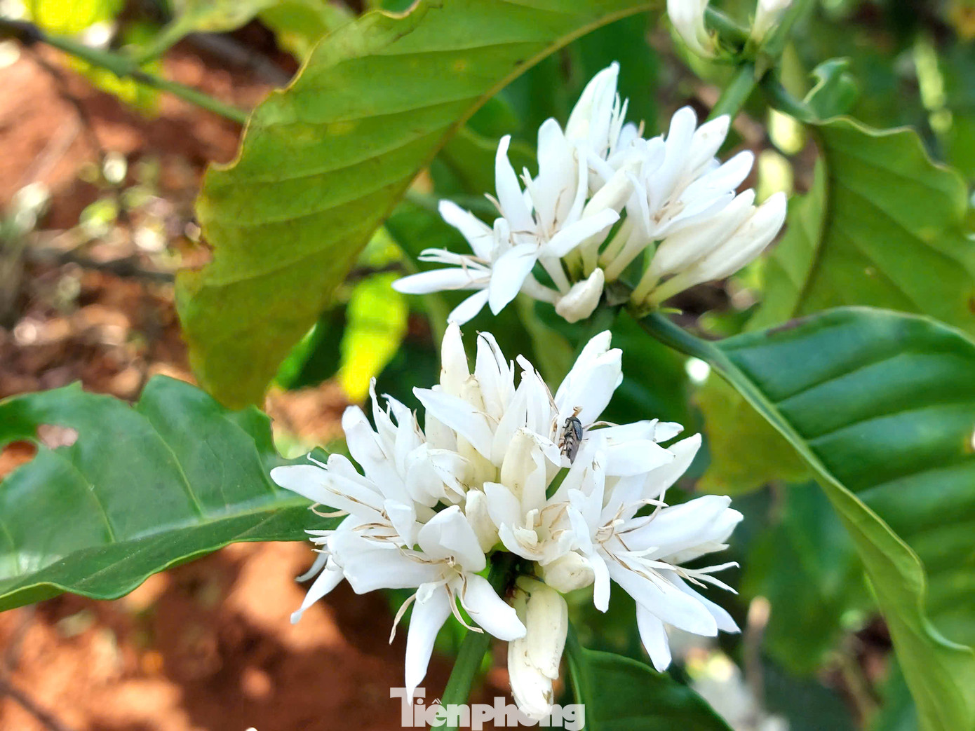 Màu trắng tinh khôi nổi bật trên màu xanh của lá, màu đất đỏ.