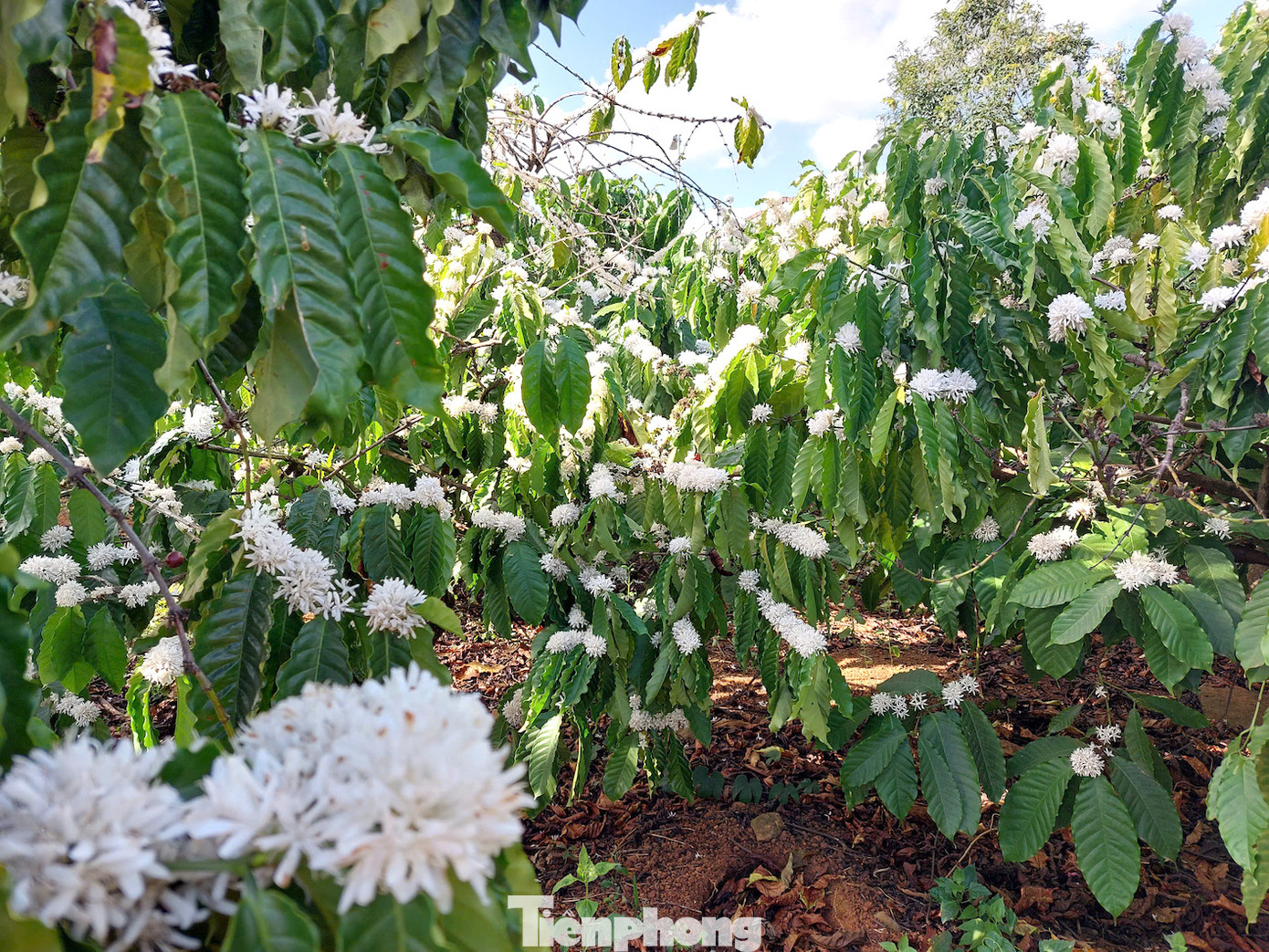 Hoa cà phê là một nét đẹp đặc trưng của vùng đất đỏ bazan.