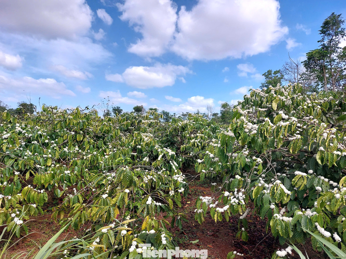 Theo bà Hải, năm nay ra Tết người dân ở đây mới bắt đầu tưới cà phê. Nhiều hộ canh tưới nước trước Tết một tuần, để hoa nở rộ trong dịp Tết.