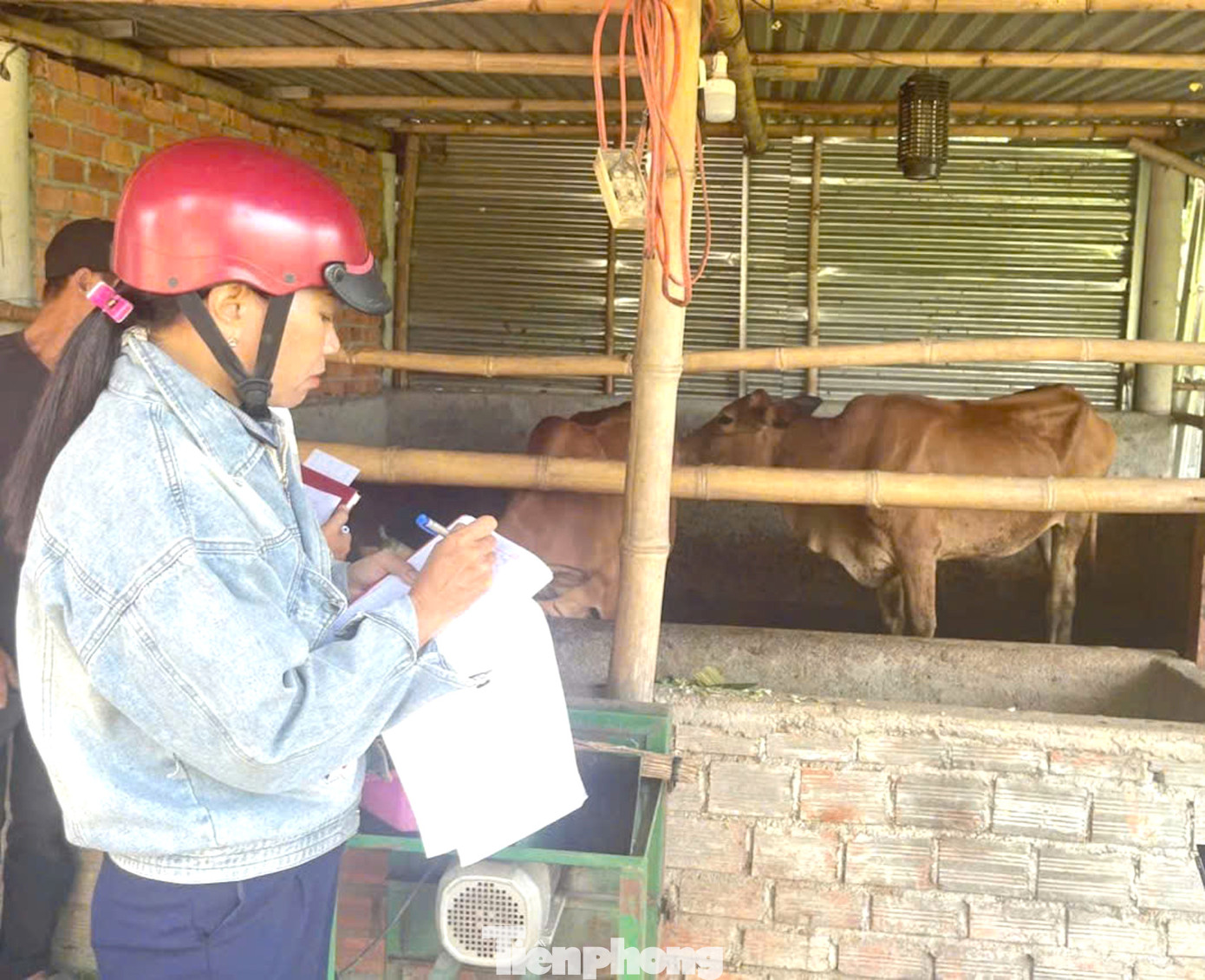 Cán bộ, nhân viên xã rà soát tiêm phòng vắc xin cho các đàn gia súc, gia cầm Cán bộ, nhân viên xã rà soát tiêm phòng vắc xin cho các đàn gia súc, gia cầm