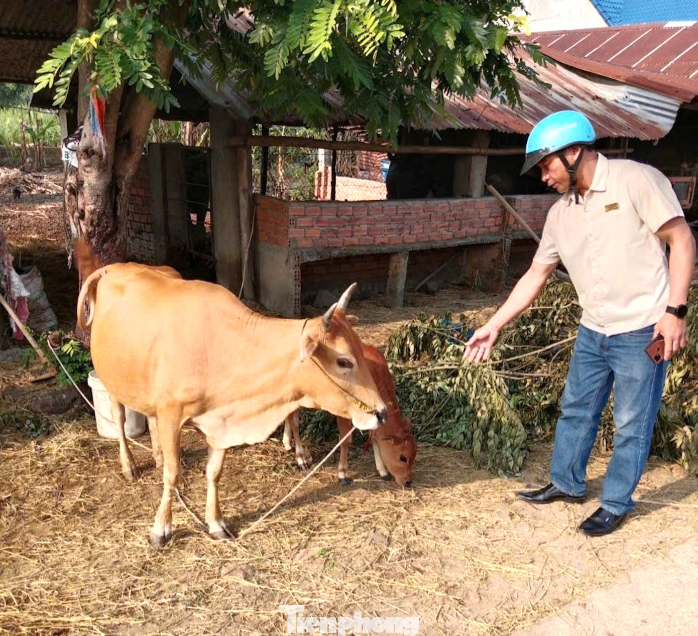 Các hộ dân trên địa bàn đang chú trọng phát triển mô hình chăn nuôi Các hộ dân trên địa bàn đang chú trọng phát triển mô hình chăn nuôi