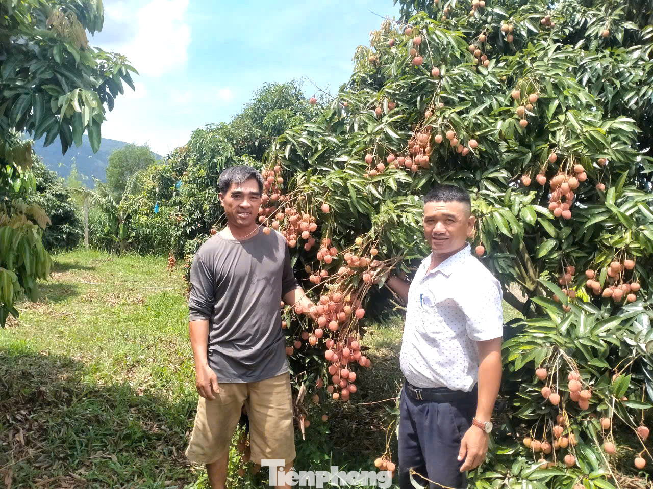 Hội nông dân tham quan mô hình vải Hội nông dân tham quan mô hình vải